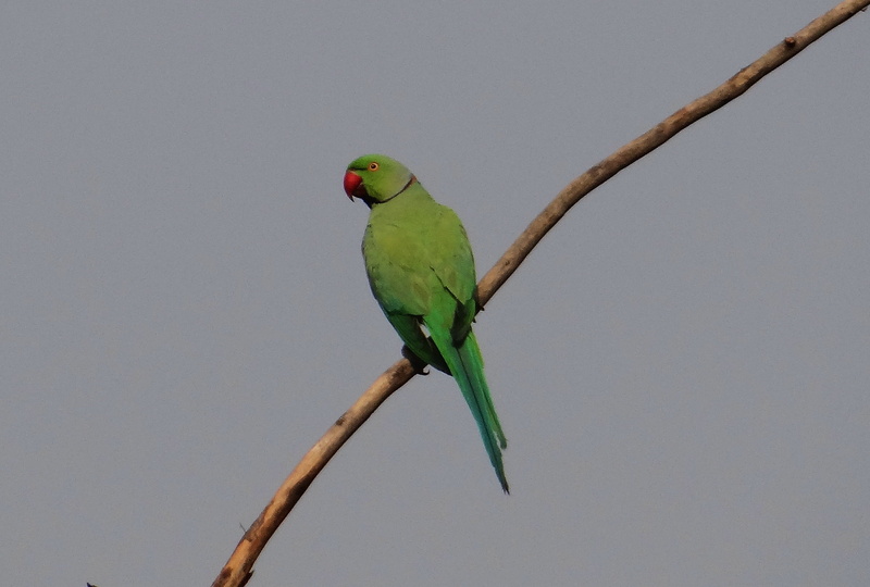 ring-necked parakeet, animal themes, branch, psittacula krameri, animal, day, parakeet, animals in the wild, tropical bird, twig, green color, full length