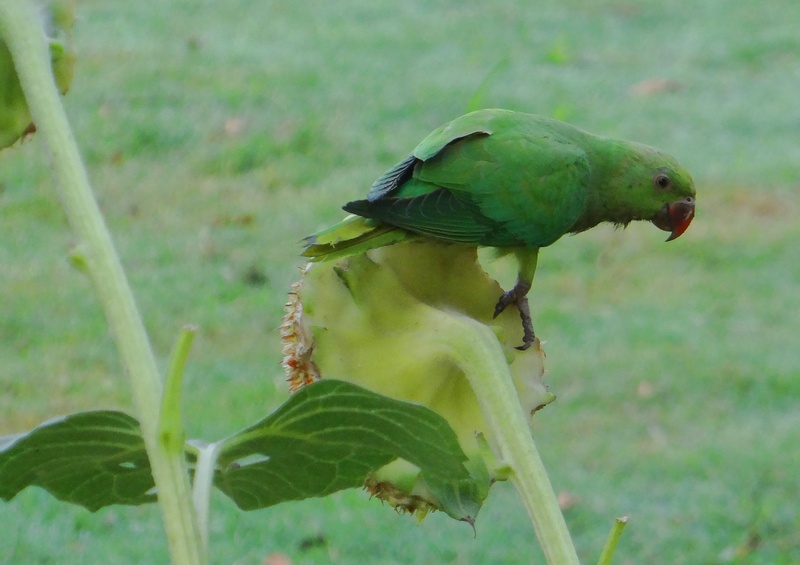 india, psittacula krameri, bird, parrot, vertebrate, land, close-up, focus on foreground, plant part, plant, animals in the wild, green color, nature, outdoors