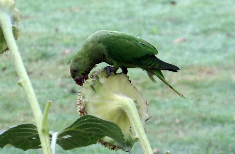 psittacula krameri, plant part, female, plant, day, growth, ring-necked parakeet, leaf, animal wildlife, 2K, one animal, food and drink, food, animal