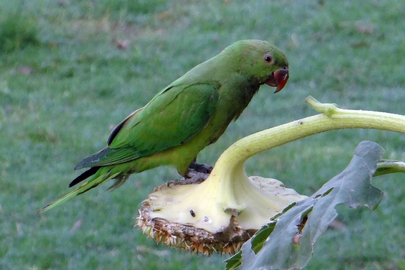 animal themes, animal wildlife, ring-necked parakeet, parrot, rose-ringed parakeet, green color, tree, focus on foreground, vertebrate, one animal, day