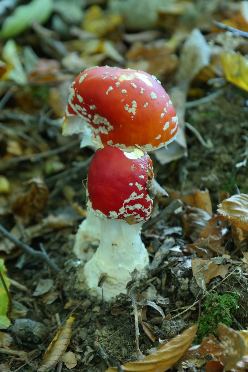field, Fly Agaric, land, plant, spotted, beauty in nature, vegetable, fly agaric, red, growth, 5K, outdoors, food, Toxic, slightly toxic, amanita parcivolvata relative