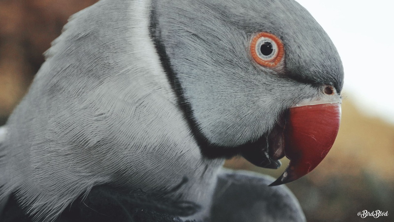 gray, animals, 1080P, birds, irn, Indian ringneck, parrot, Pet
