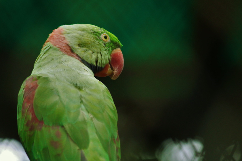 nature, green, close-up, beak, focus on foreground, parrot, green color, forest, 5K, no people, outdoors, animal, vertebrate, beauty in nature, rainforest
