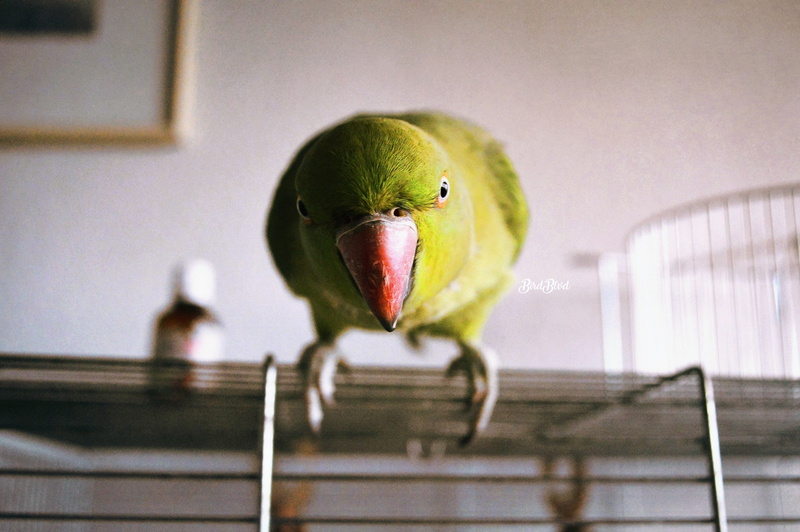 birds, 1080P, animals, parrot, Parakeet, Indian ringneck, Green, Pet