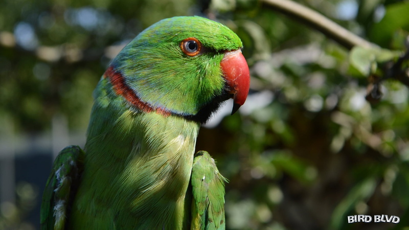 Rose-Ringed Parakeet, Parakeet, Indian Ringneck, Bird, Birds, 1080P, Parrot