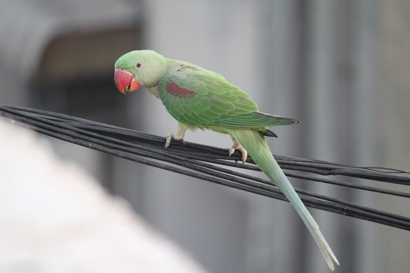 Parrot, no people, Bird, green color, Parakeet, feather, nature, domestic, animal wildlife, close-up, one animal, tropical bird, animals in the wild, 5K