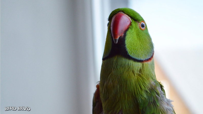 1080P, Indian Ringneck, Parrot, Birds, Parakeet, Bird