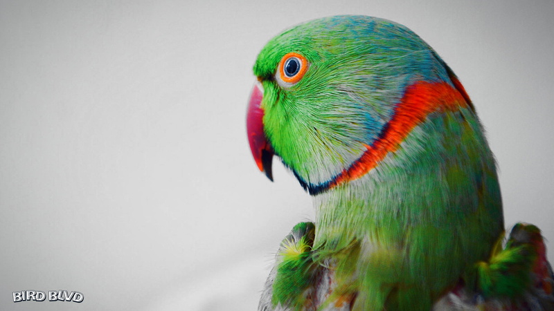 Indian Ringneck, 1080P, Parakeet, Parrot, Birds, Bird