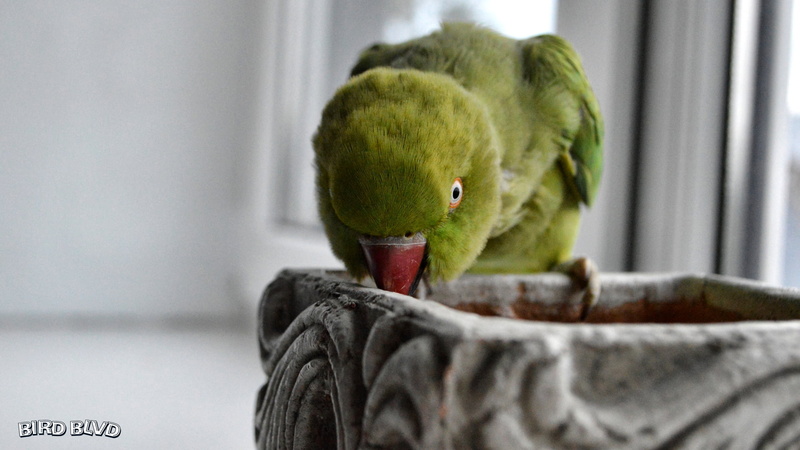 Indian Ringneck, Pet, Parrot, Bird, Rose-Ringed Parakeet, Parakeet, 1080P, Birds