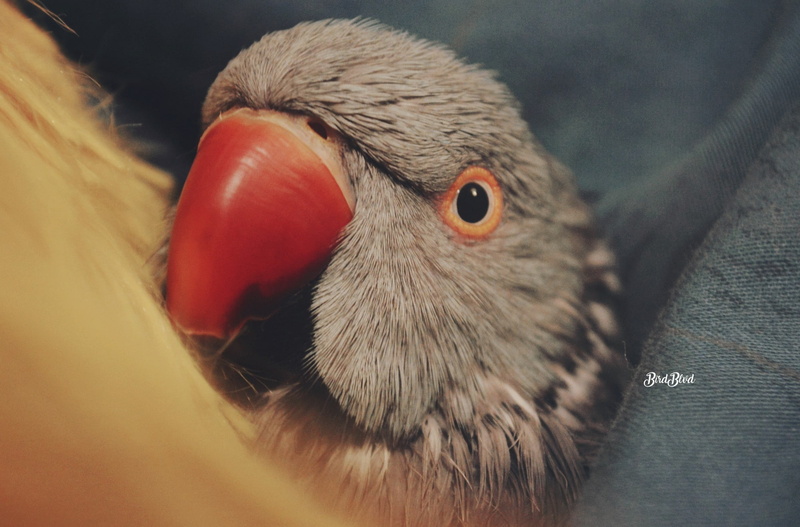 animals, animal eye, beak, animal body part, indoors, animal themes, portrait, Indian ringneck, birds, young animal, eye, one animal, face, domestic, pets