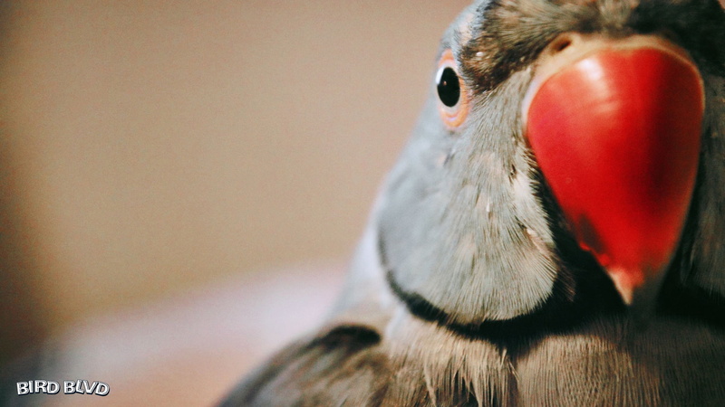 1080P, Birds, Parakeet, Bird, Parrot, Indian Ringneck