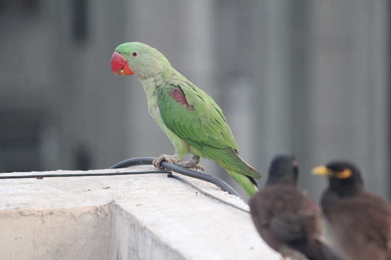 outdoors, concrete, animal themes, nature, Indian, Bird, Parrot, full length, one animal, focus on foreground, close-up, animals in the wild, no people