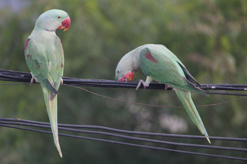 5K, two to tango, Parrot, animal themes, branch, nature, animals in the wild, outdoors, animal wildlife, Indian Ringneck, animal, rainforest, tropical rainforest