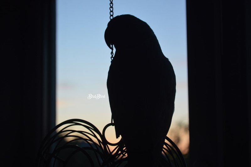 Arizona, birds, Parakeet, parrot, photography, 1080P, irn, Indian ringneck