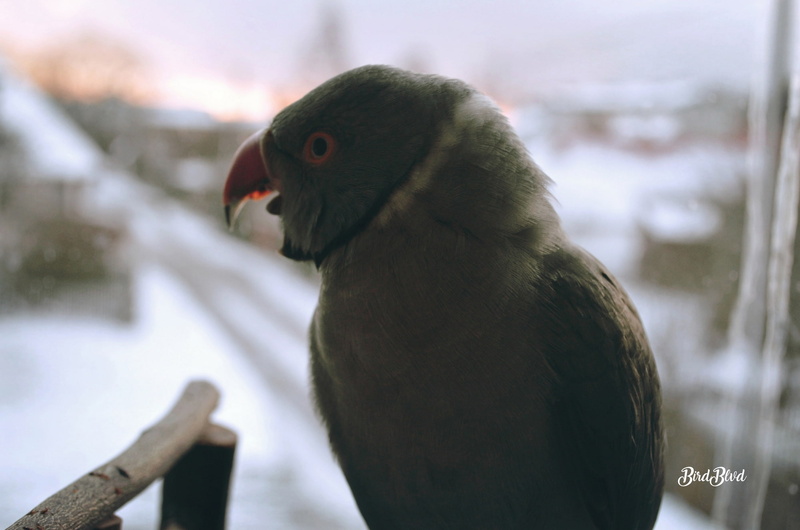 birds, gray, Indian ringneck, irn, 1080P, Yawning, snow, winter, Arizona, parrot, Parakeet