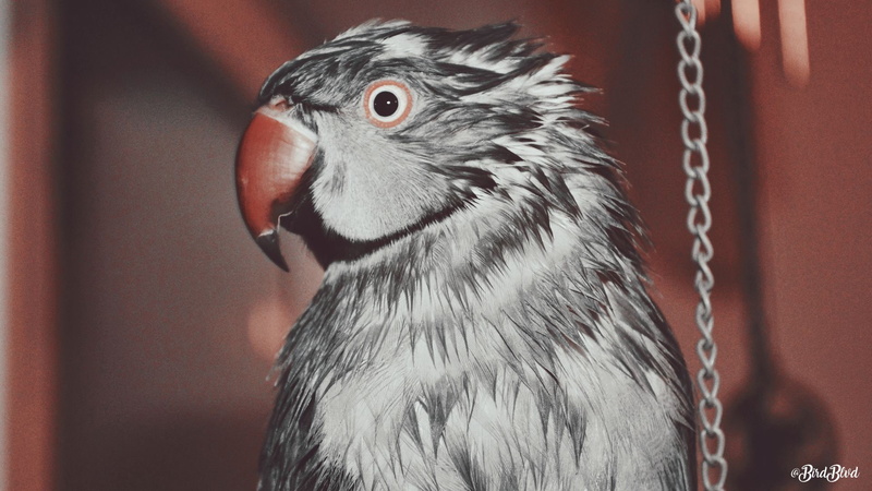 wet, birds, animals, Pet, irn, gray, 1080P, parrot, Arizona, Indian ringneck