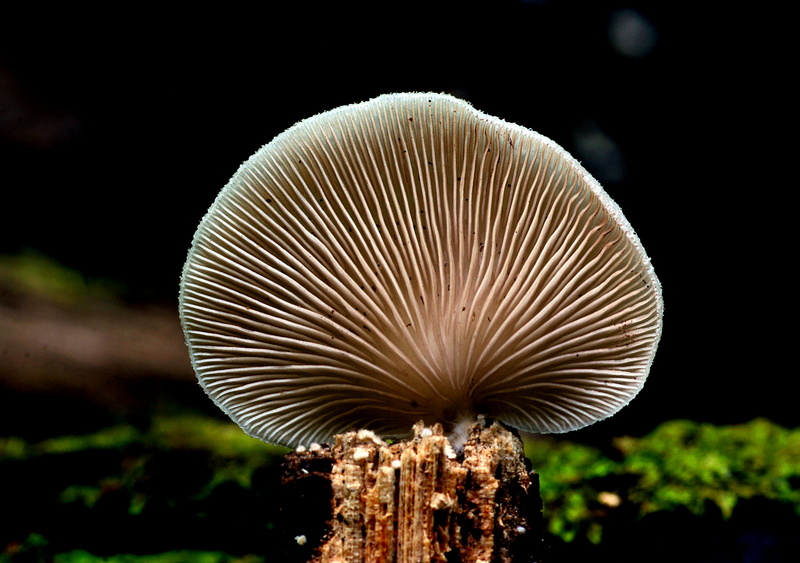 edible Mushroom, photos, D O, 1080P, photo, O F, close-up, crepidotus, forest, sea, white sea, agaric, toadstool, Crepidotus versutus, nature, mushroom