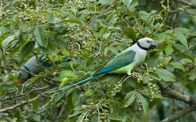 animal, animals in the wild, parakeet, perching, animal wildlife, nature, bird, no people, 4K, day, tree, branch, malabar, plant part, psittacula, green color