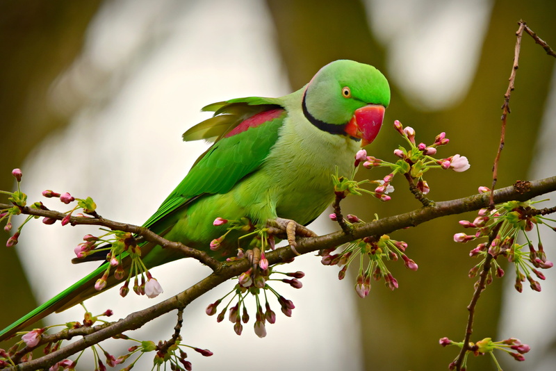 2K, vertebrate, beauty in nature, animals in the wild, green color, rose ringed parakeet, tree, perched, focus on foreground, plant part, close-up, day