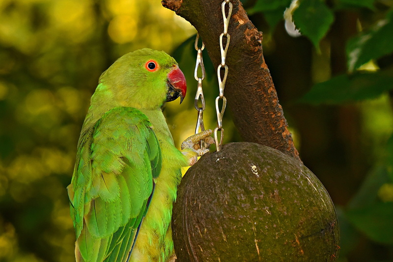 chain, animal, parrot, animal wildlife, beauty in nature, close-up, day, bird, branch, plant, focus on foreground, animals in the wild, perching, animal themes