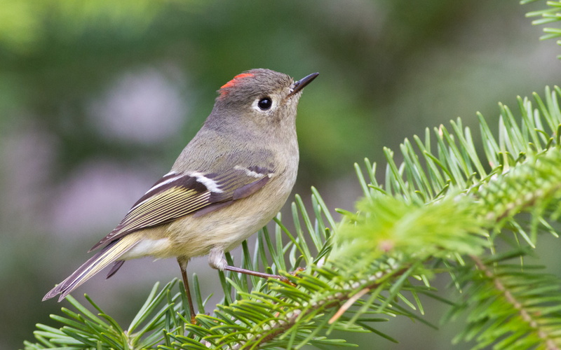 2K, kinglet, shift, leaves, photography, beak, tilt, brown, animal, wildlife, white, bird, branch, nature, bird Watching