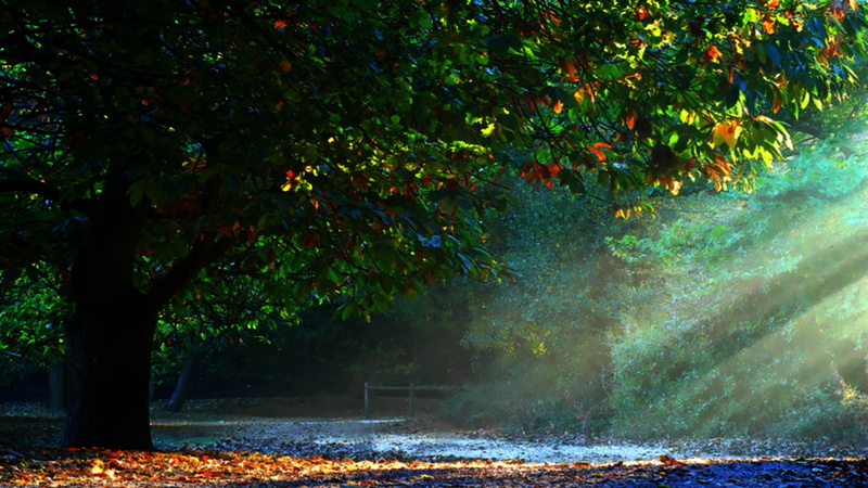 park, art, ray, 1080P, path, hd, Light, forests, Trees, romantic, lover, nature