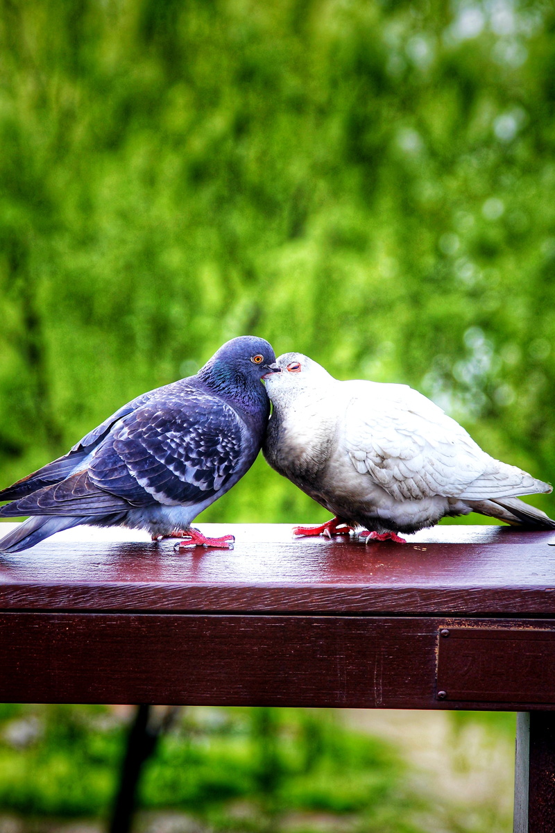 group of animals, day, love, outdoor, outdoors, no people, vertebrate, lovers, lovebirds, lover, naturephoto, green, beautifulday, animal themes, animal wildlife