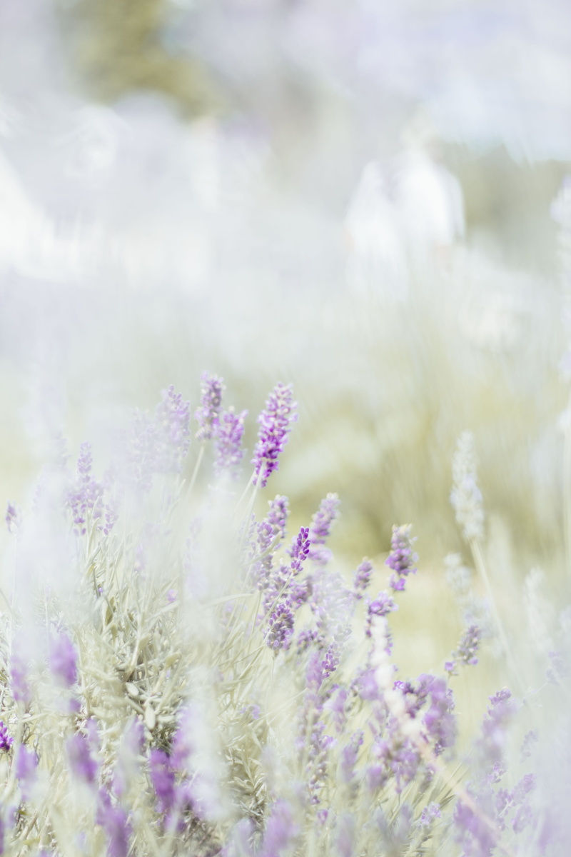 fragility, spring, close-up, tranquil scene, tranquility, lavender, growth, united states, plant, beauty in nature, purple, flower, land, wildflower, overexposed