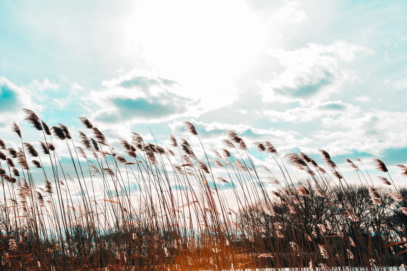 animal, landscape, overexposed, pond, low angle view, plant, common reed, environment, clouds, earth, outdoors, tree, tranquility, field, beauty in nature
