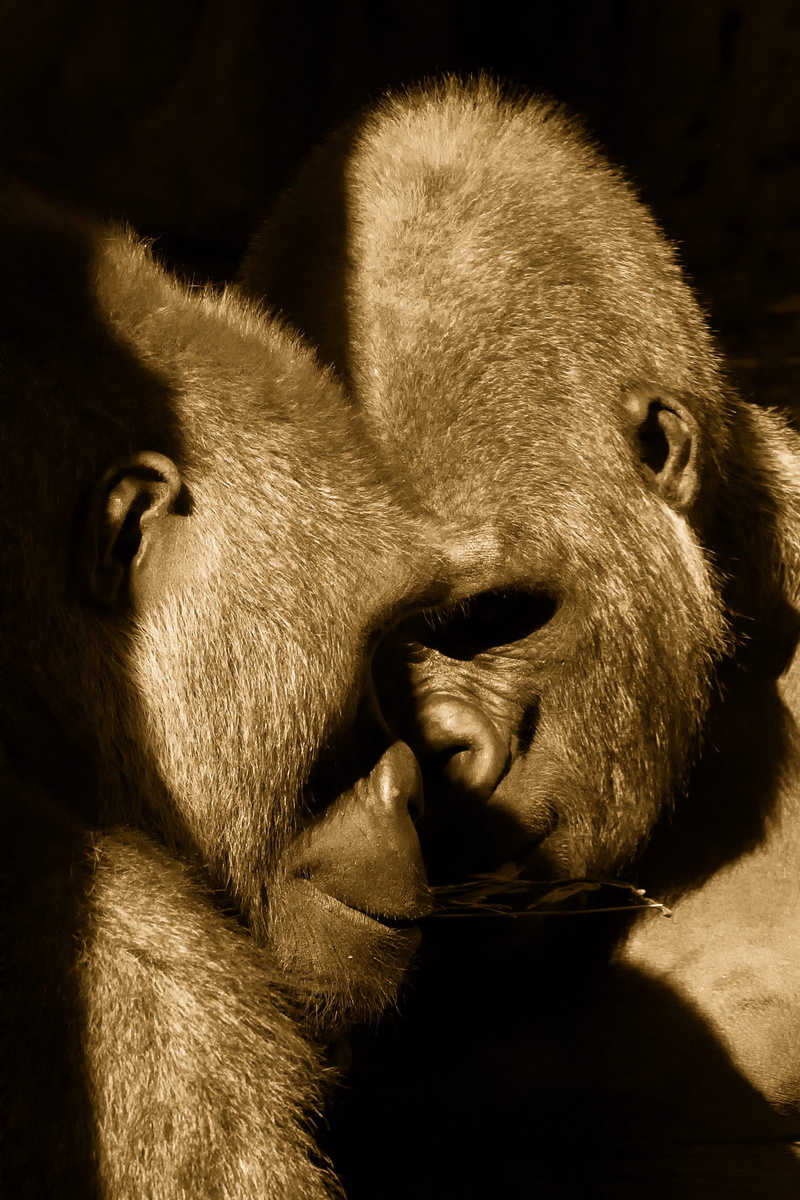 looking, pets, animal, animal head, lion - feline, love, domestic, herbivorous, sunlight, affection, 1080P, vertebrate, no people, touching, black background