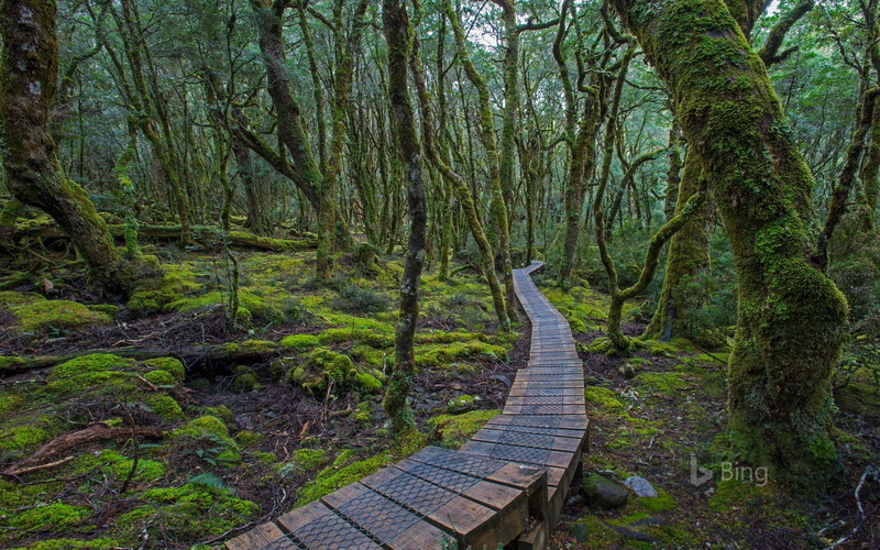 tree, boardwalk, wood, footpath, tranquility, no people, tasmanie, nature, australie, day, tranquil scene, growth, wood - material, forest, green color