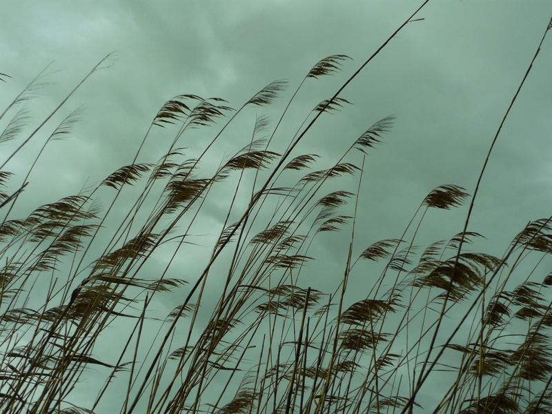 outdoors, land, crop, beauty in nature, no people, wetland, field, Long, cereal plant, 2K, plants, carrizal, grass, high, Carrizo, cloud - sky, tranquil scene