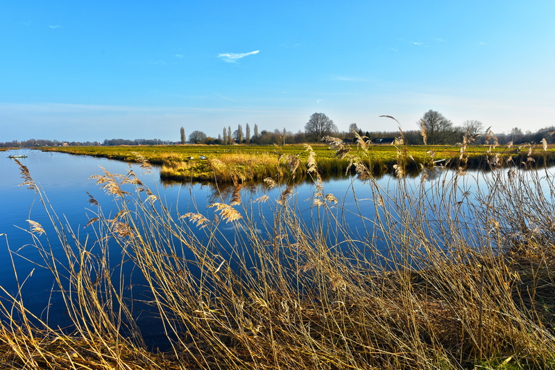 see head, tree, reflection, growth, scenics - nature, vegetation, polder, nature, field, swamp, grass, sky, waterway, reed - grass family, holland, middelpolder