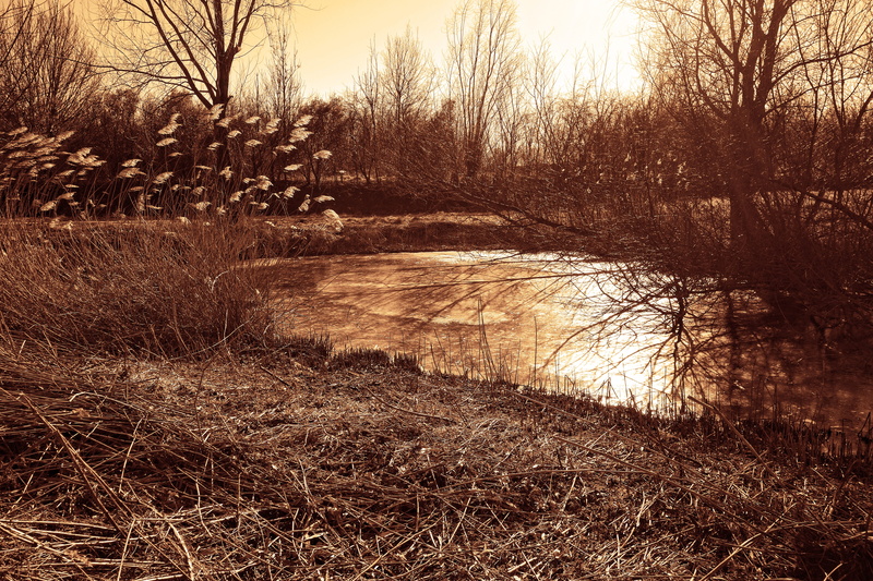 bare, day, tranquil scene, field, non-urban scene, fragmites australis, vegetation, sky, 5K, winter, ice, bare tree, landscape, water, outdoors, plant