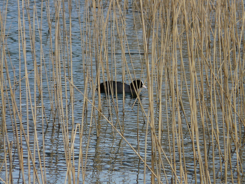 Coot, outdoors, tranquility, plant, vertebrate, phragmites communis, animal, high angle view, one animal, day, Pond, water, no people, Water, animal wildlife