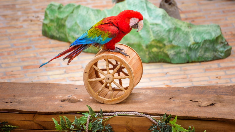 bright plumage, 1080P, rope, bright, lesson, red, background, Twister, Board, tile, parrot, leaves, stone, fixture, bird, toy, cylinder, wheel, clever