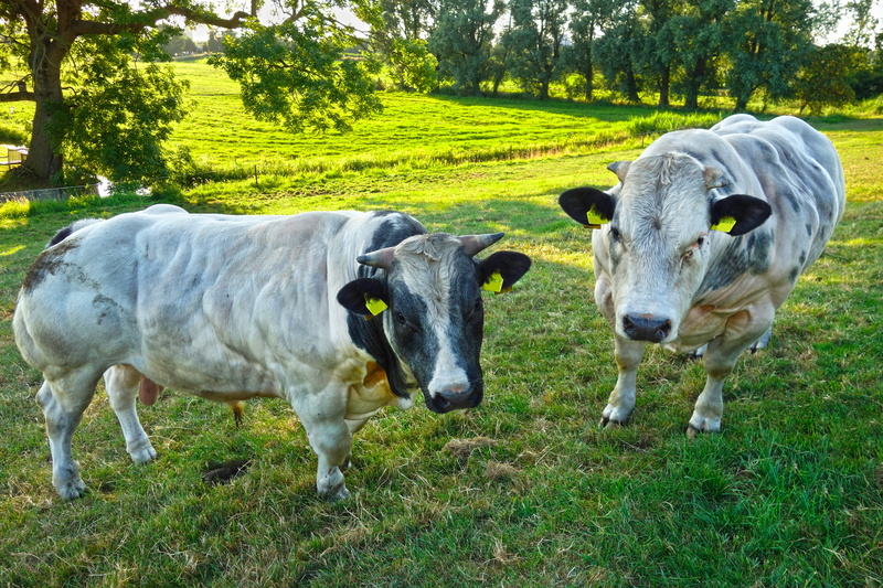 5K, meadow, cattle, misshapen, field, plant, group of animals, nature, animal, no people, mutation, freak, pets, bull, livestock, breeding, grass, animal themes