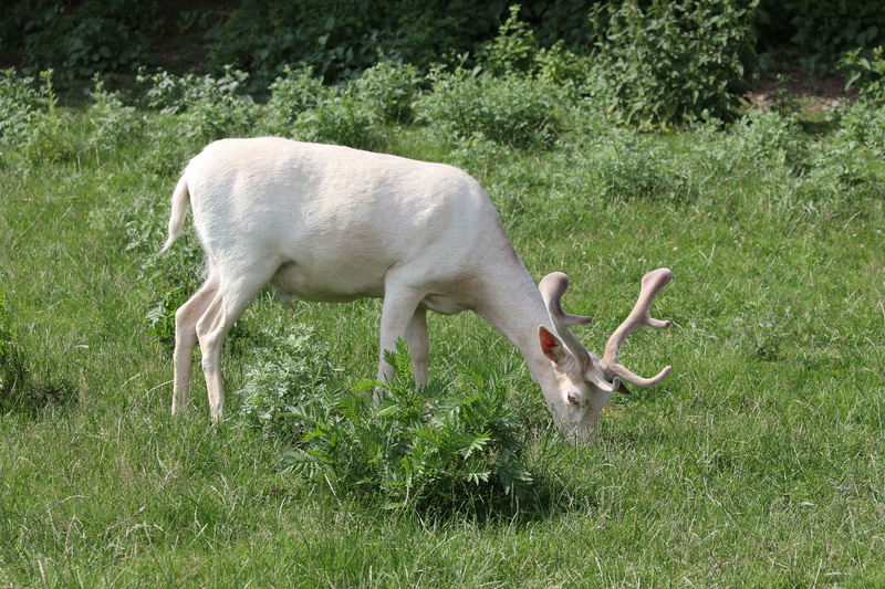 field, wild, fallow deer, vertebrate, white fallow deer, mammal, 5K, green color, zoo, animal, nature, herbivorous, grazing, plant, livestock, meadow