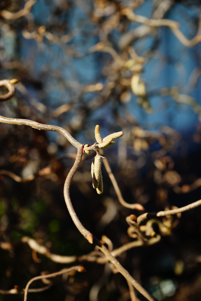 focus on foreground, birch greenhouse, 5K, corkscrew hazel, outdoors, no people, close-up, corylus avellana, hazel, plant stem, male blossom, day, inflorescences