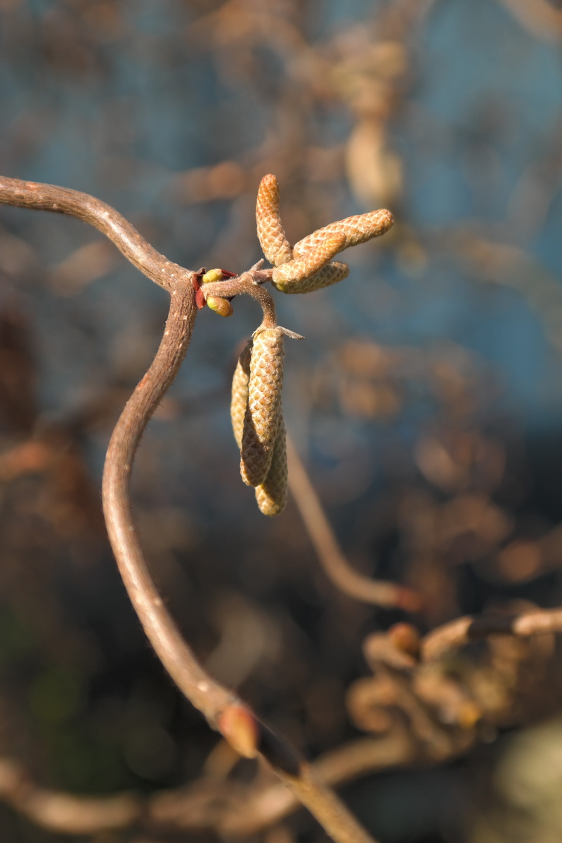 5K, vulnerability, tranquility, plant, Corkscrew, nature, focus on foreground, sunlight, dead plant, flowering plant, flora, inflorescences, common hazel