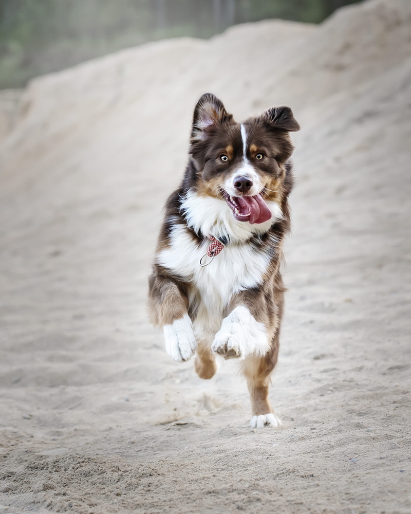 daytime, canine, nature, animal, motion, looking at camera, focus on foreground, one animal, tongue, brown, mammal, portrait, animal themes, domestic animals