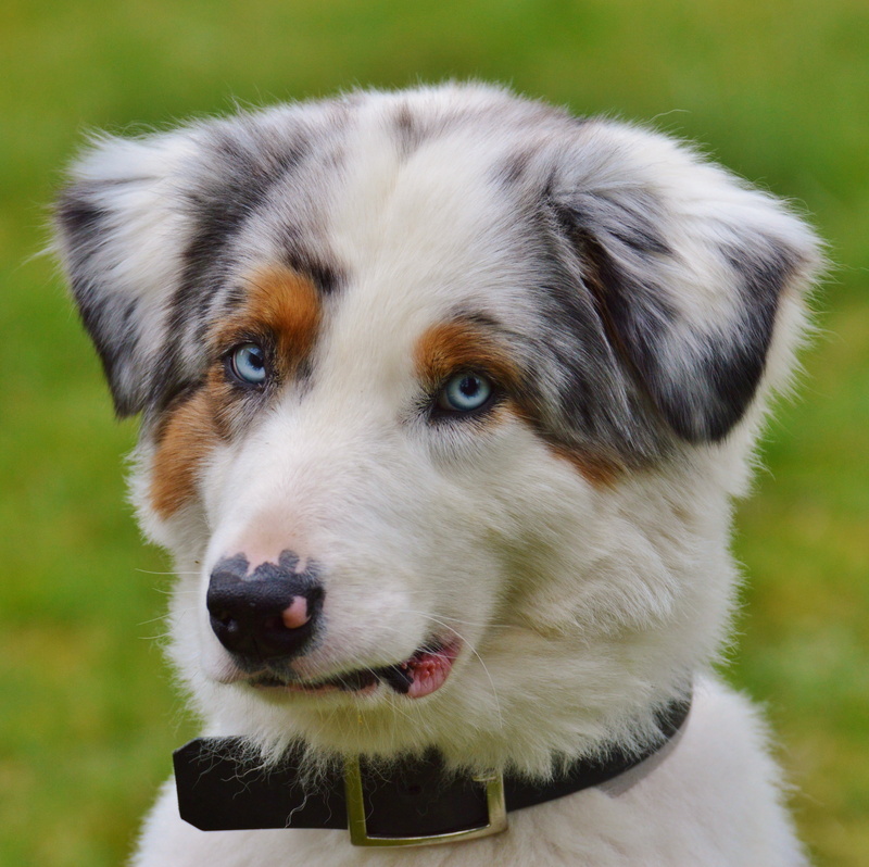 domestic Animals, animal themes, puppy, cute, border collie, play, looking, shepherd, animal, merle, close-up, blue eye, looking at camera, sweet, one animal