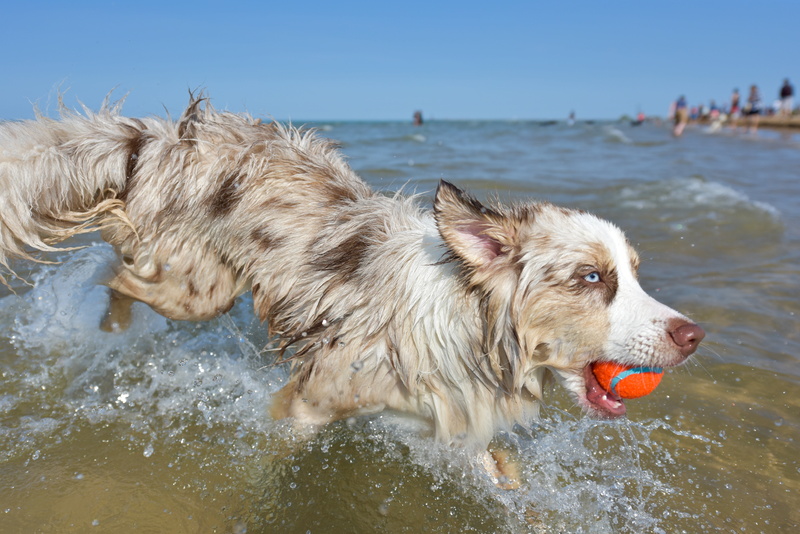 red, eyes, happy, focus on foreground, nature, beach, outdoors, park, pets, cute, collie, young, cute puppy, mammal, puppy, pet, animal themes, wet, one animal