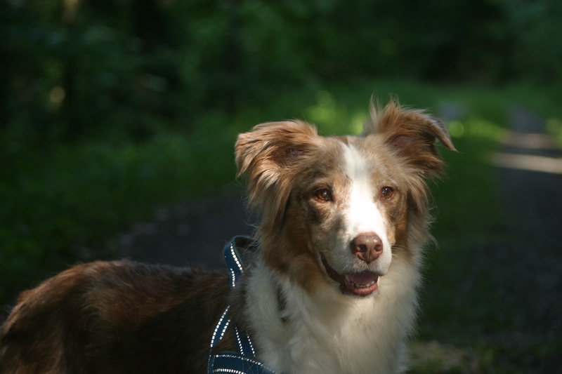 animal body part, animal, mouth open, vertebrate, day, portrait, domestic, domestic animals, animal themes, canine, australian shepherd, mammal, focus on foreground