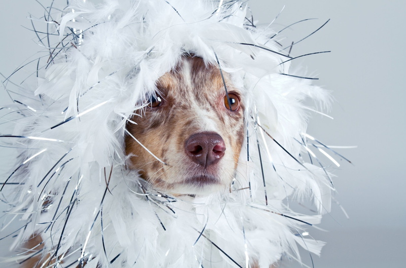 domestic animals, protection, animal, one animal, domestic, shepherd, purebred dog, animal body part, 1080P, vertebrate, clothing, close-up, white, animal mouth