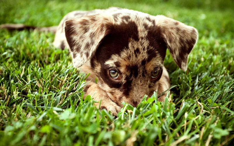 Dog, grass, dachshund, merle, 1080P, look, puppy, red
