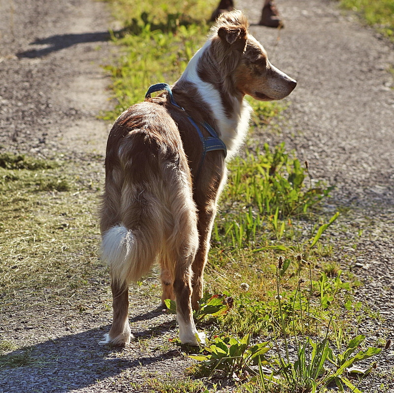australian shepherd, grass, 1080P, plant, one animal, animal themes, pet, no people, pets, outdoors, nature, standing, animal, lighting, shadow, red merle