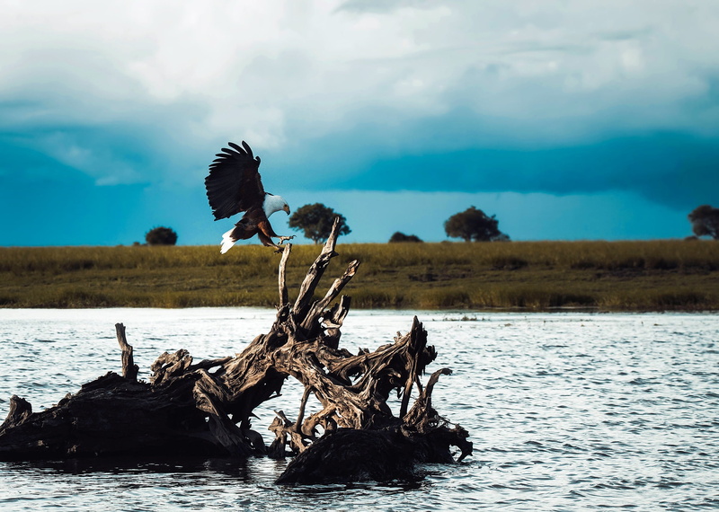 waterfront, vertebrate, near, outdoors, body, animals in the wild, landscape, cloud - sky, nature, no people, animal themes, predator, day, sky, beauty in nature