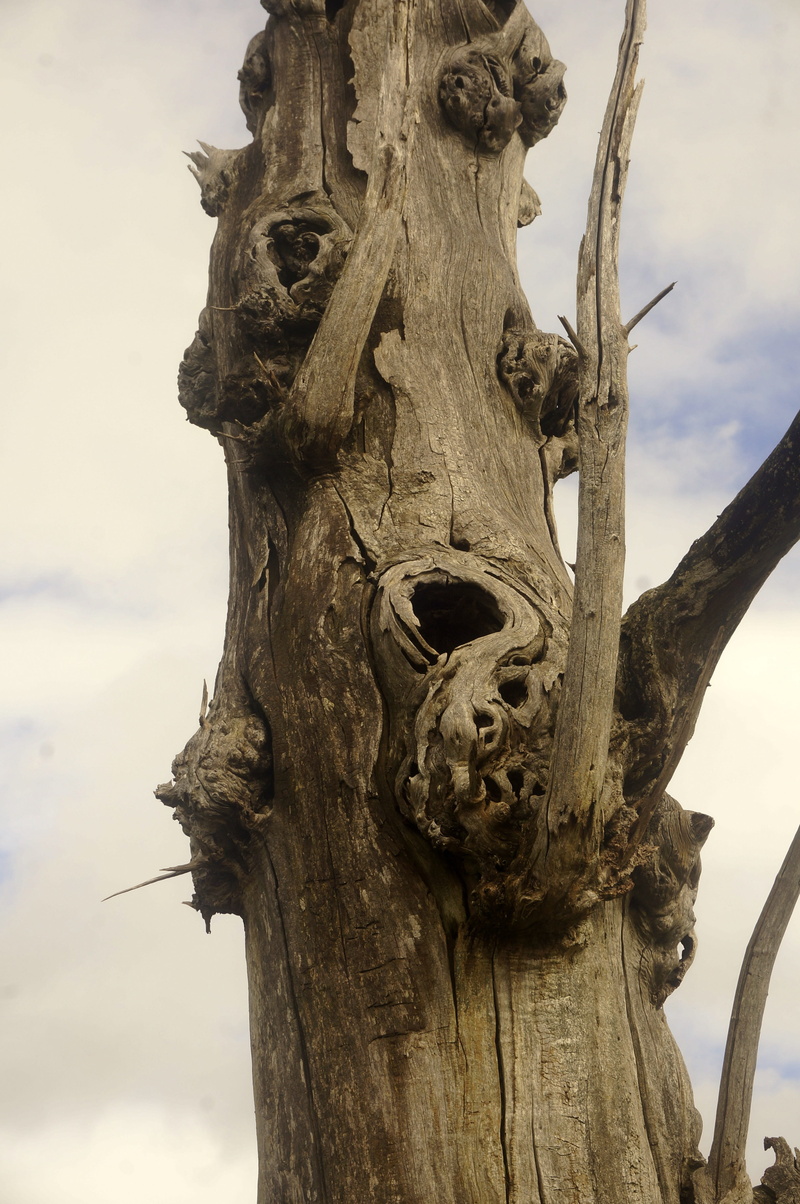 wood - material, dry, craft, 4K, creativity, art and craft, focus on foreground, close-up, sculpture, tree, no people, day, tree trunk, nature, sky, plant