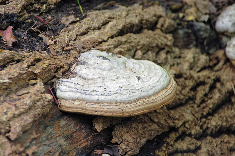 animal wildlife, close-up, shell, solid, outdoors, focus on foreground, land, no people, sunlight, deadwood, animal, phellinus tuberculosus, rough, animals in the wild